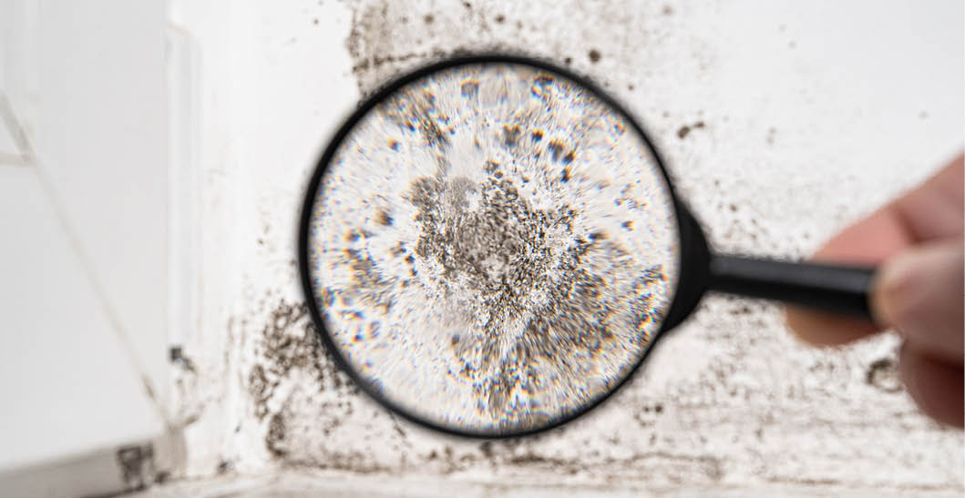view through a magnifying glass. white wall with black mold. dangerous fungus that needs to be destroyed. It spoils look of house and is very harmful parasite for human health.